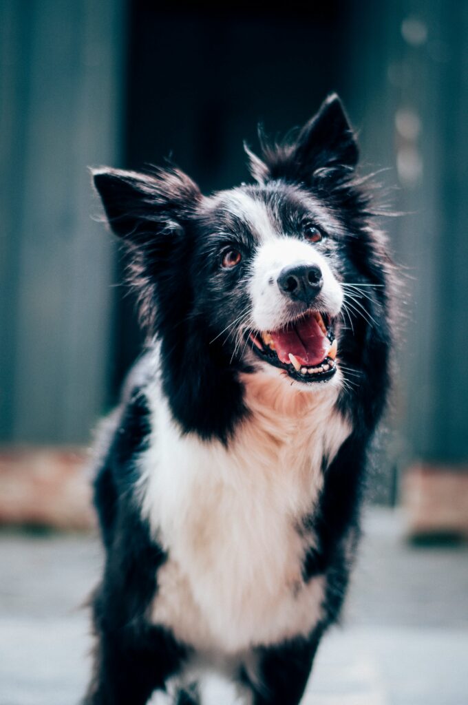 Photo by Baptist Standaert on Unsplash