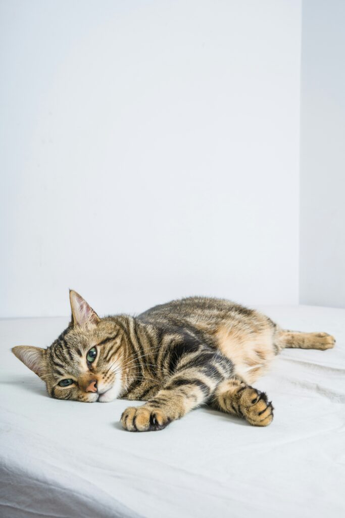 Photo by krakenimages on Unsplash