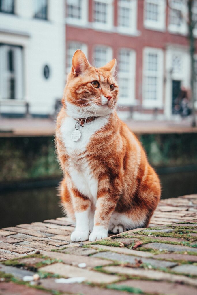Photo by Lloyd Dirks on Unsplash
